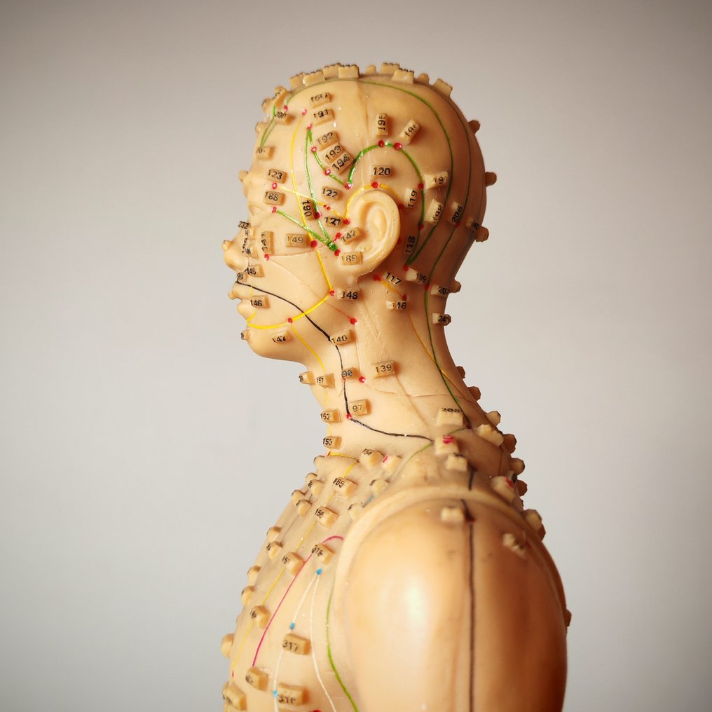 Ανατομικό μοντέλο - Καουτσούκ, Μέταλλο - 1960-1970, 1970-1980 - Μοντέλο Βελονισμού #4.3