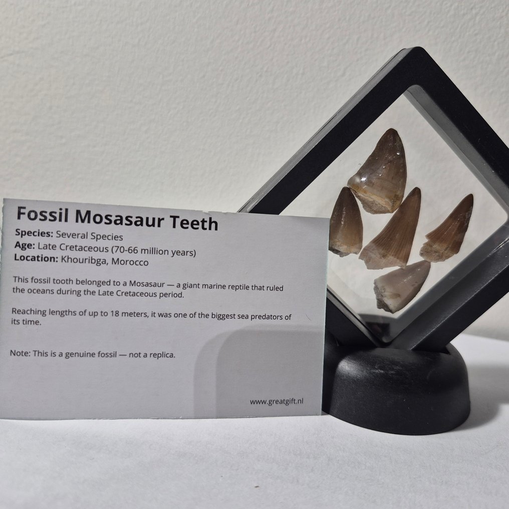 Dinoszaurusz Fog - Mosasaurus - 7 cm - 5 cm - 7 cm - (5) #3.2