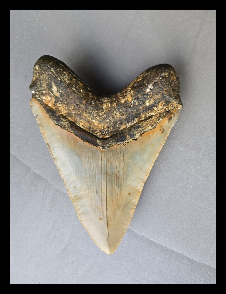 Megalodon - Skamieniałe zęby - 133 mm - 100 mm #1.0