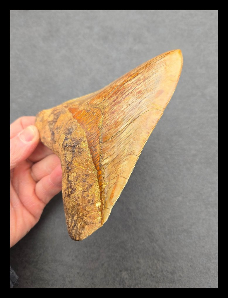 Megalodonte - Denti fossili - 148 mm - 116 mm #2.1