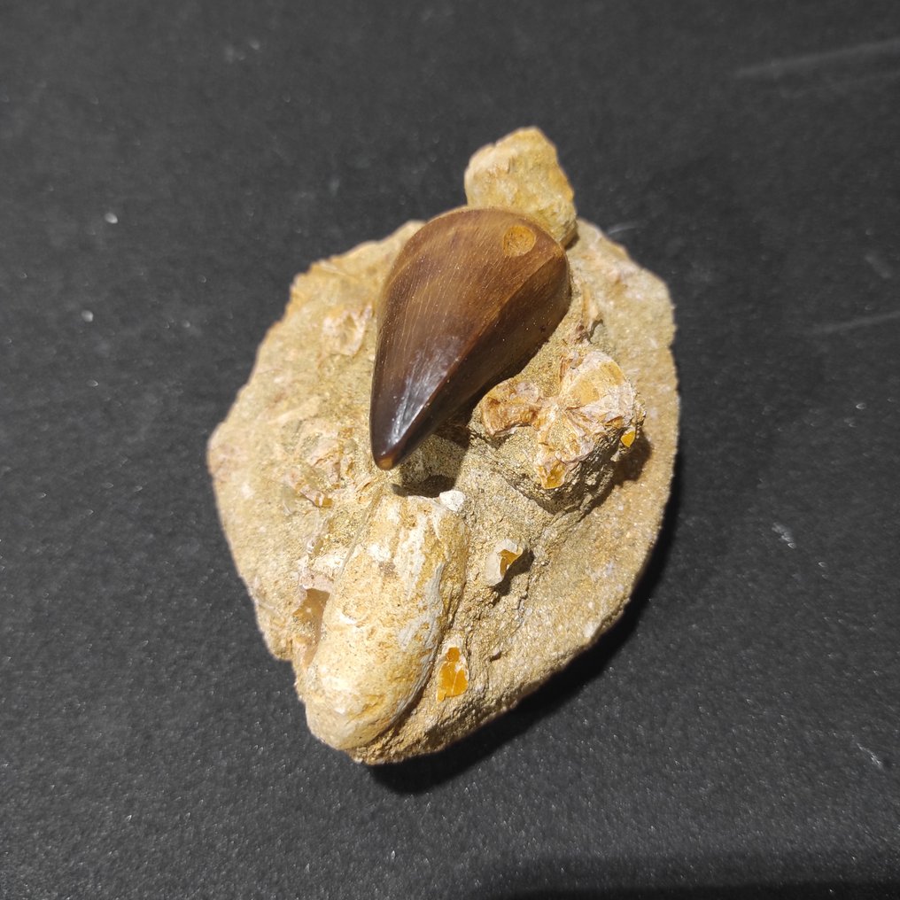 Mosasaur - Fossil tooth - Reptile marino - 5 cm - 4 cm  (No Reserve Price) #1.0