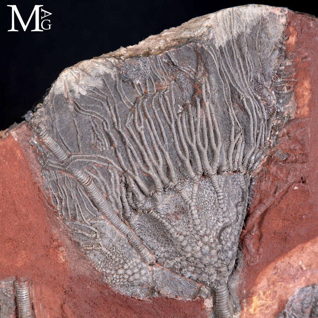 Incredible fossil specimen - Silurian crinoid fossil slab - Boutschrafin, Morocco - Fossil mortality plate - Scyphocrinites Elegans - 944 mm - 752 mm #2.1