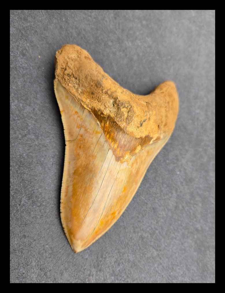 *15,5 cm Megalodon Onderkaakse -hammas - Fossiilinen hammas - 155 mm - 108 mm #2.1