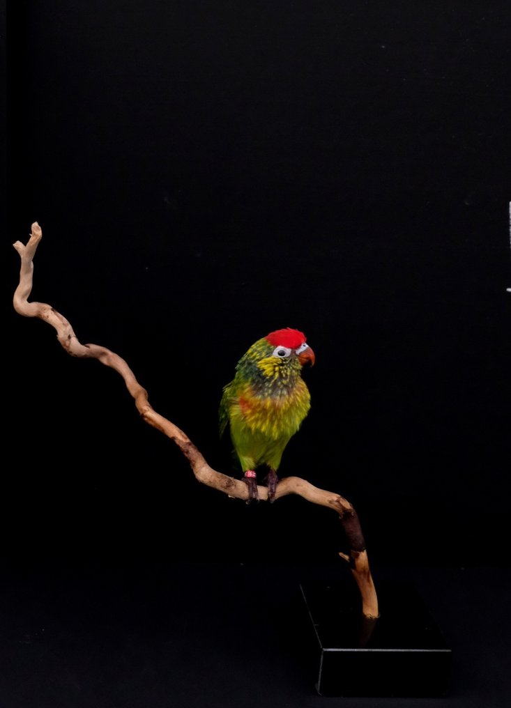 Bonte lori Taxidermy full body mount - Trichoglossus versicolor - with closed footring - 21 cm - 29 cm - 12 cm - CITES Appendix II - Annex B in the EU - 1 #1.0