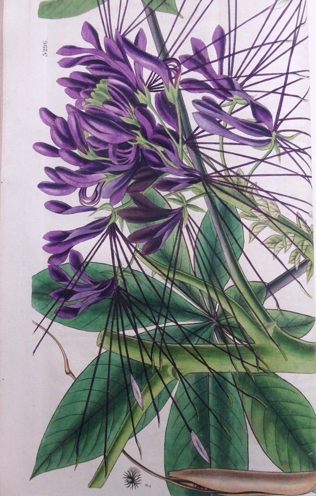 Samuel Curtis & W.J. Hooker - Curtis's Botanical Magazine or Flower Garden Displayed, vol. 61 - 1834 #3.2