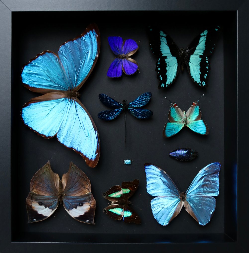 Farfalla Allestimento tassidermico a corpo intero - Arhopala hercules/ Morpho adonis /Morpho didius/... - 25 cm - 25 cm - 5 cm - Specie non CITES - 1 #1.0
