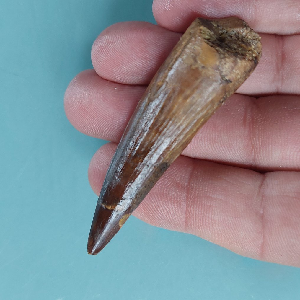 Dinoszaurusz - Fosszilis fog - Spinosaurus aegyptiacus - 70 mm - 20 mm #1.0