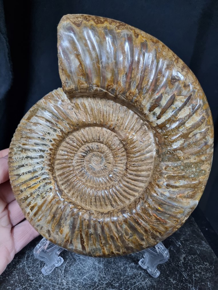 非常大的菊石 Perisphinctes - 高度: 192 mm - 闊度: 164 mm- 2020 g #1.0