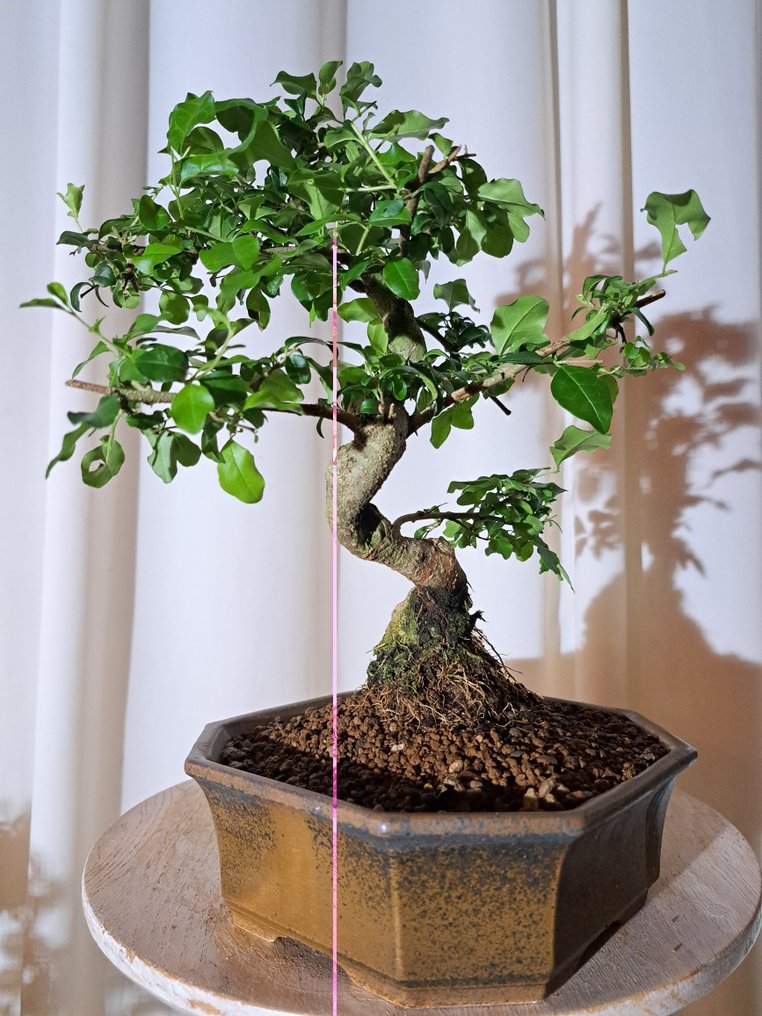 女贞盆景（女贞属） - 高度 (树干): 25 cm - 深度 (树干): 25 cm - 荷兰 #3.2