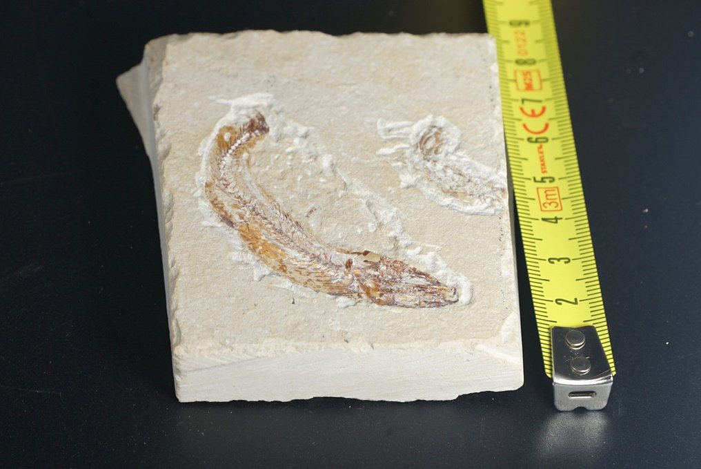 鲑科 - 動物化石 - fish - 9 cm  (沒有保留價) #2.1
