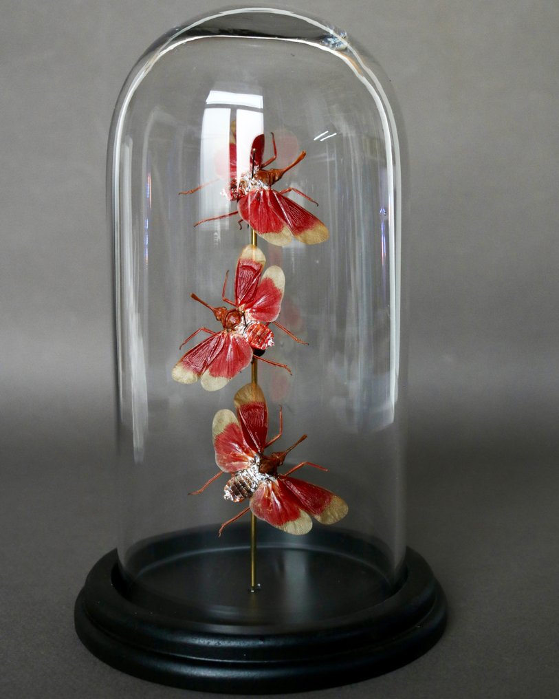 Insectă Taxidermie montură corp întreg - Pyrops hamdjahi - 21 cm - 13 cm - 13 cm - Speciile Non-CITES - 1 #4.3