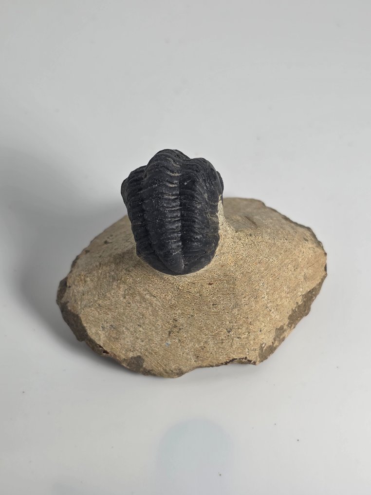 Trilobit - Forstenet dyr - Phacops - 6 cm  (Ingen mindstepris) #3.2