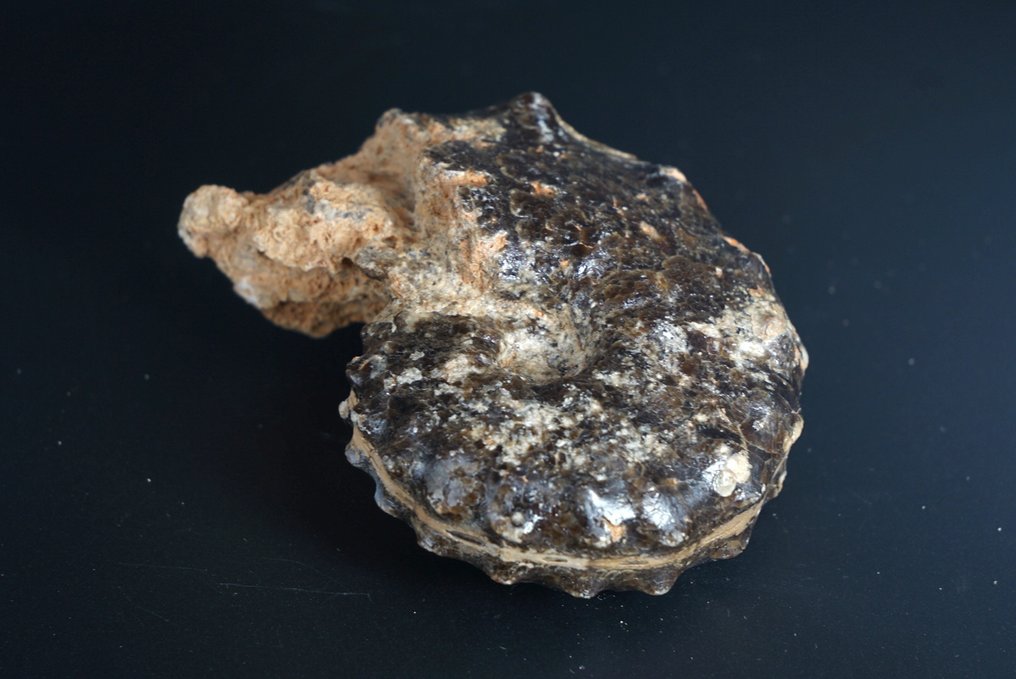 Ammonite - Animal fossilisé - Mammites nodosoides - 11 cm #4.3