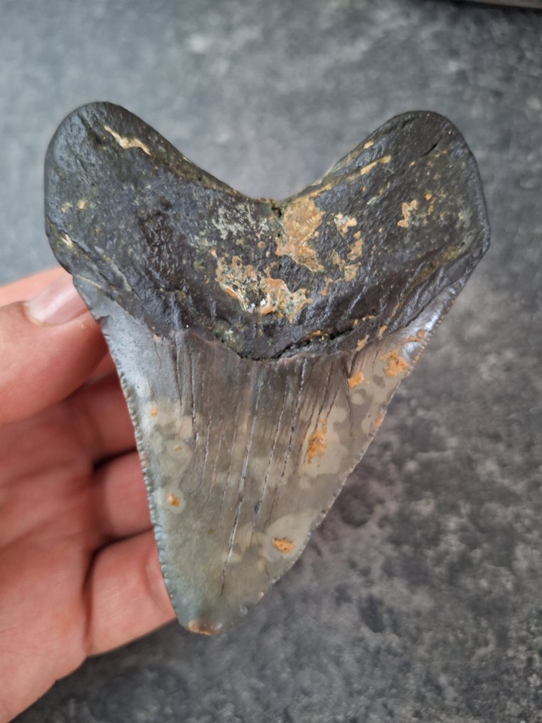 Megalodón - Diente fósil - 8.8 cm - 7 cm #3.2