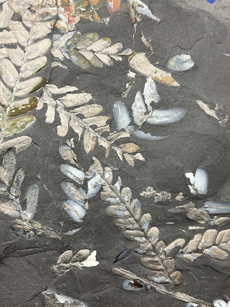 令人惊叹的彩色植物化石 - 植物化石 - Neuropteris sp. - 19 cm - 15 cm  (沒有保留價) #4.3