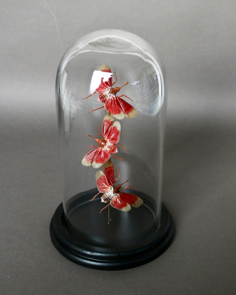 Insectă Taxidermie montură corp întreg - Pyrops hamdjahi - 21 cm - 13 cm - 13 cm - Speciile Non-CITES - 1 #3.2