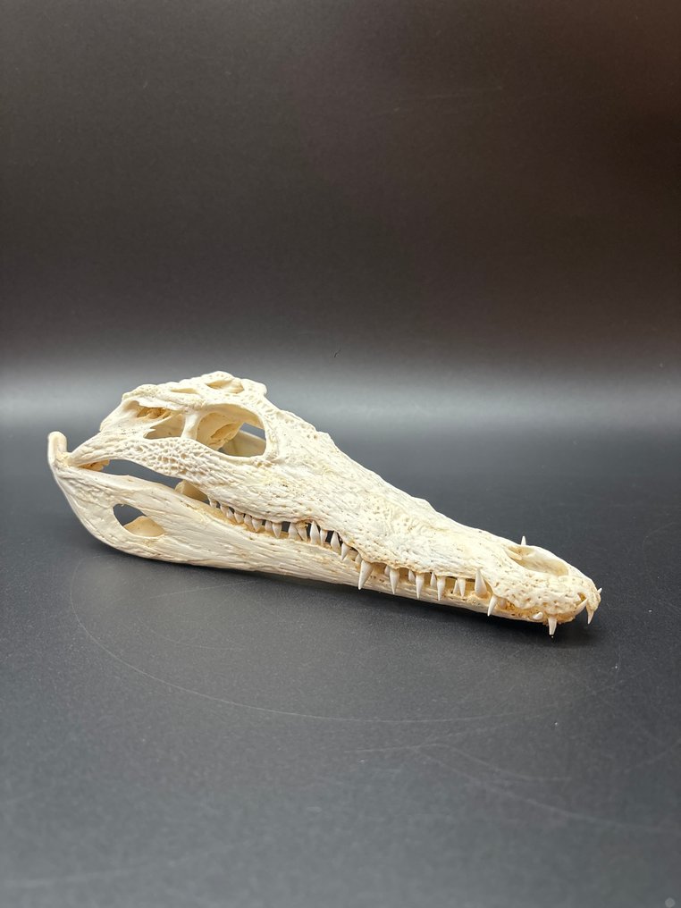 尼羅鱷 爬行動物頭骨 - Crocodylus niloticus - 6 cm - 10 cm - 24 cm- CITES 附件2 - 歐盟內附件B -  (1) #1.0