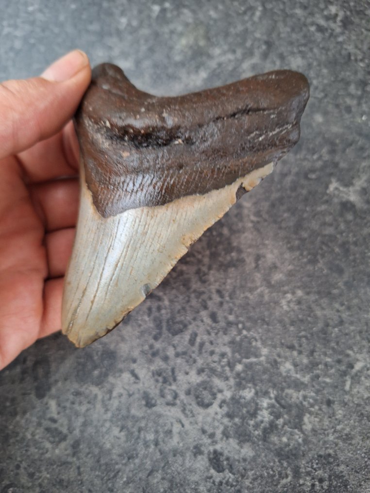 Mégalodon - Dent fossile - 10.7 cm - 8.4 cm #3.2