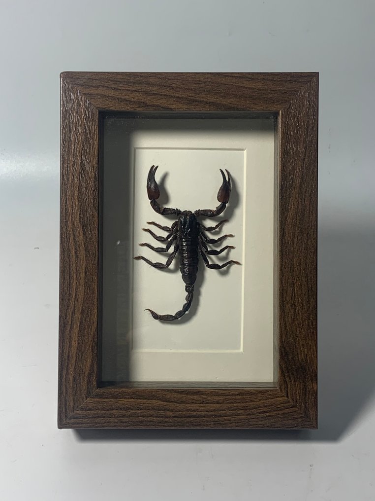 Σκορπιός Σκέπασμα - Heterometrus - 18 cm - 13 cm - 3 cm - 1 #1.0