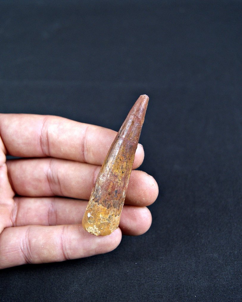 Σπινόσαυρος - Απολιθωμένο δόντι - Spinosaurus aegyptiacus  (χωρίς τιμή ασφαλείας) #3.2