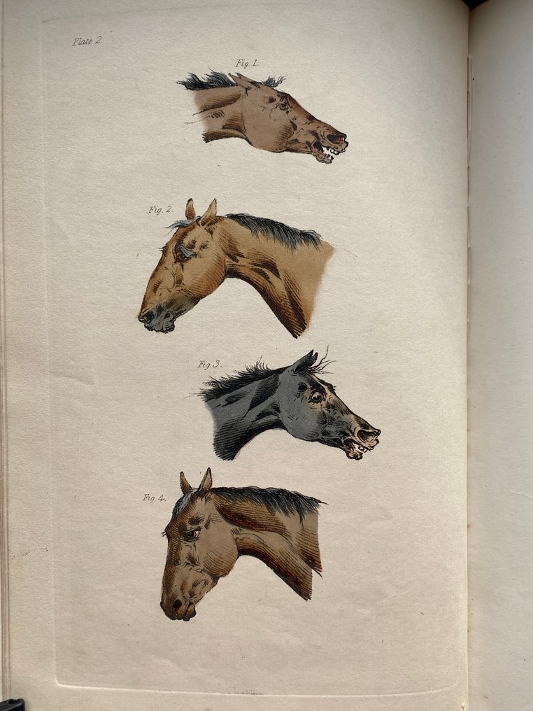 H. Alken - The Horse: His Beauties and Defects. - 1881 #4.3