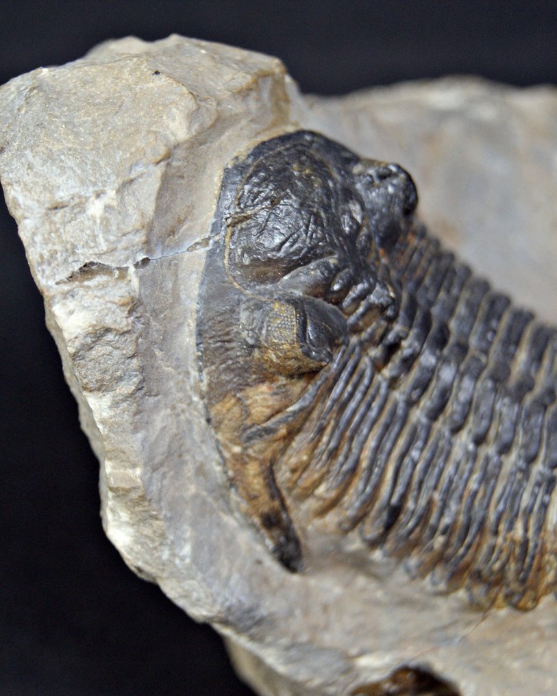 Trilobite - Fossilised animal - Hollardops mesocristata alta calidad  (No reserve price) #4.3