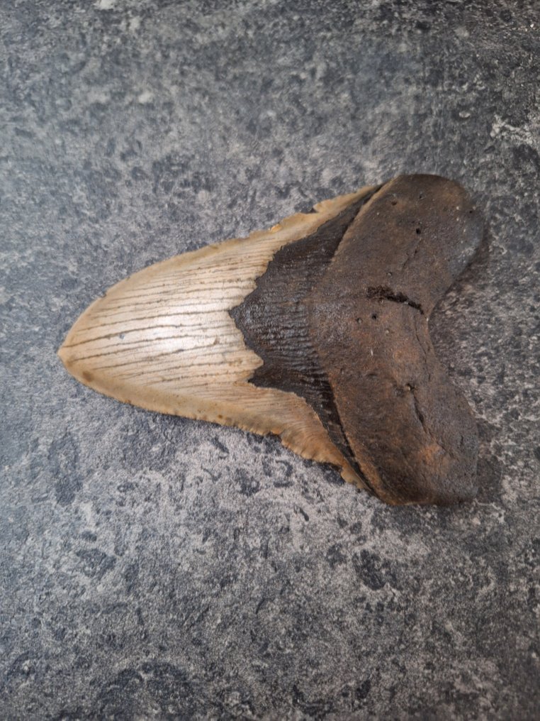 Megalodon - Fossil tooth - fatboy - 12.3 cm - 8.9 cm #3.2