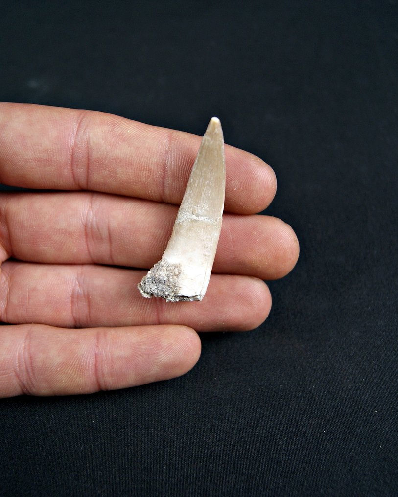 Marine reptile - Fossil tooth - Plesiosaurus sp.  (No reserve price) #1.0