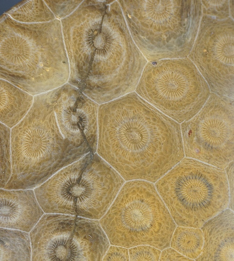 化石 - 动物化石 - Fossil coral dish - 13 cm  (没有保留价) #3.2