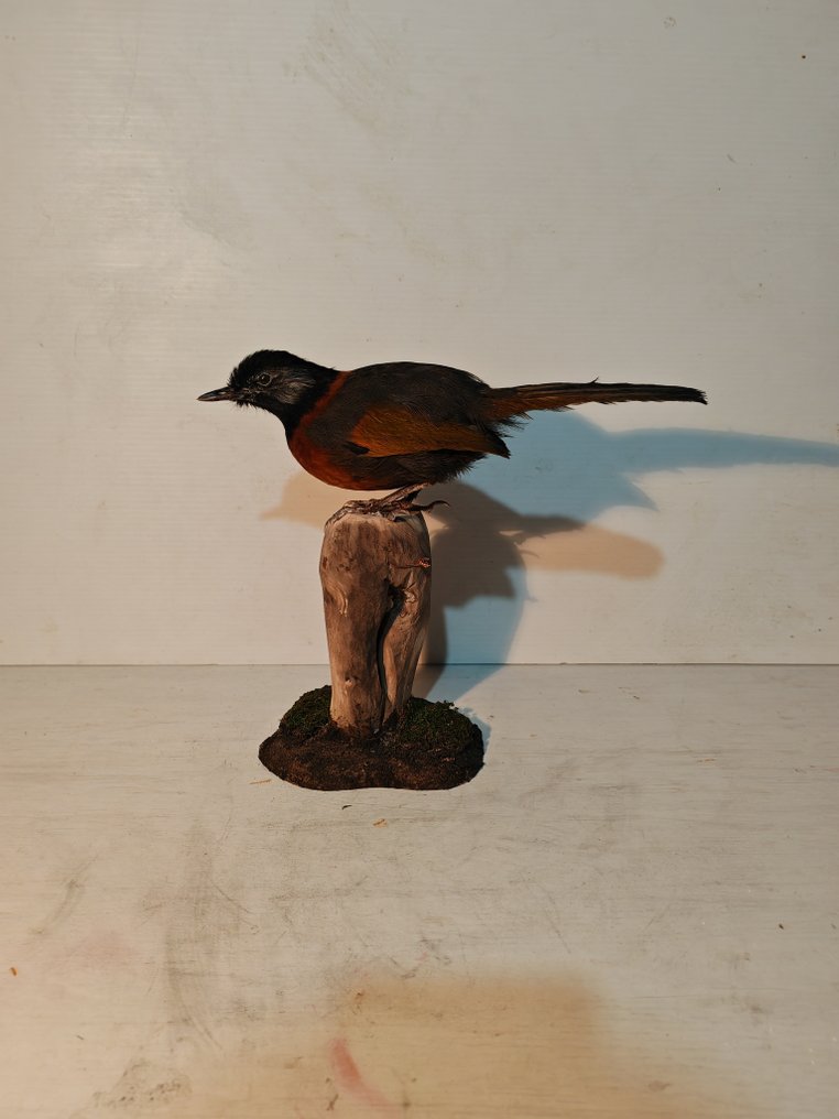 Τραγουδιστής με λαιμόκοψη και γέλιο Βάση ταρίχευσης ολόκληρου σώματος - Trochalopteron yersini - 32 cm - 16 cm - 21 cm - 1 #1.0