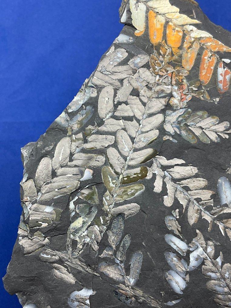 令人惊叹的彩色植物化石 - 植物化石 - Neuropteris sp. - 19 cm - 15 cm  (沒有保留價) #3.2