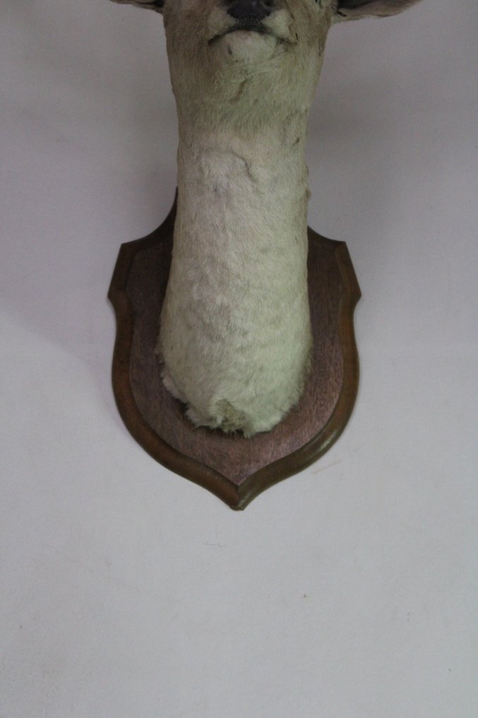 Troféu de caça #4.3