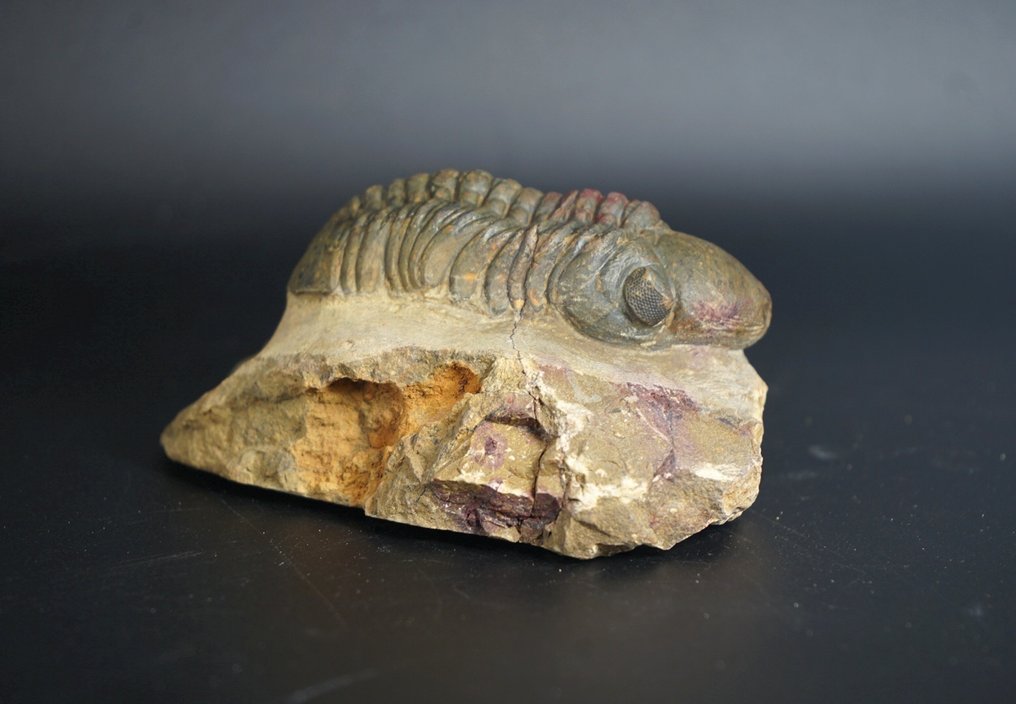 Trilobit - Forstenet dyr - Redoops cephalotes - 9 cm  (Ingen mindstepris) #4.3