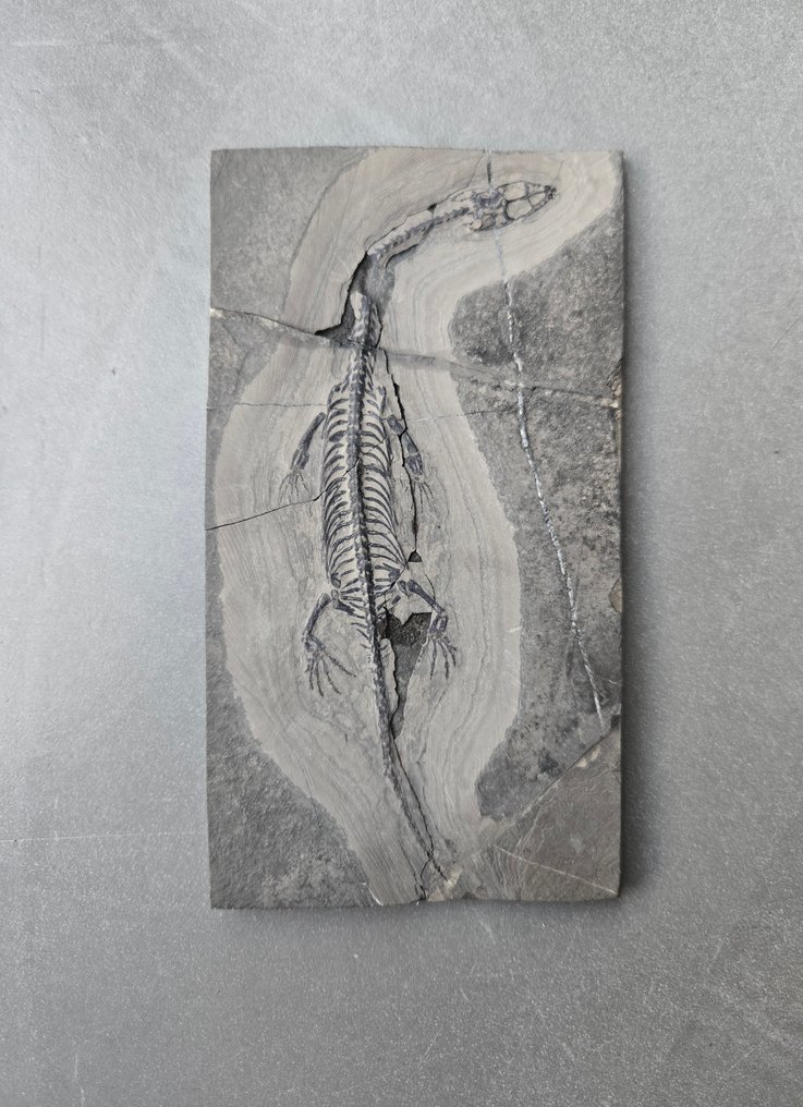 Ingen reservation keichosaurus - Fossil matrix - 13 cm - 7 cm  (Ingen mindstepris) #2.1