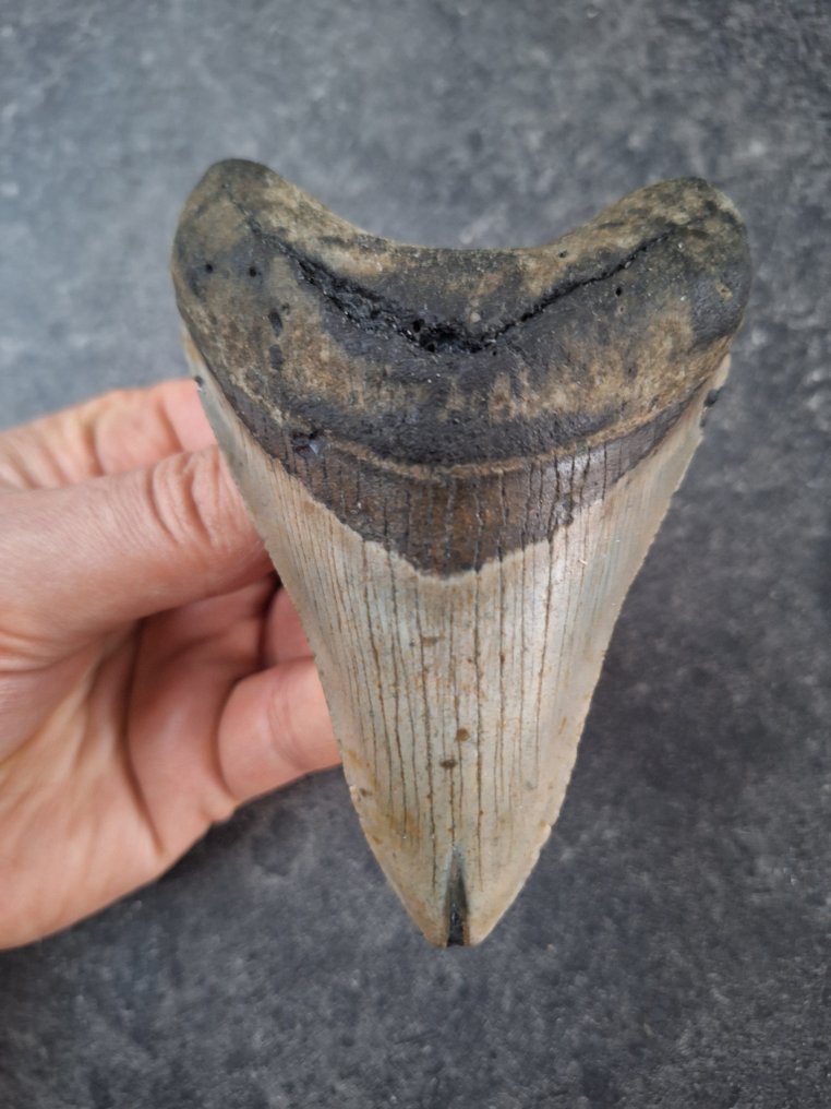 巨牙鯊 - 牙齒化石 - nice - 11.1 cm - 7.6 cm #1.0