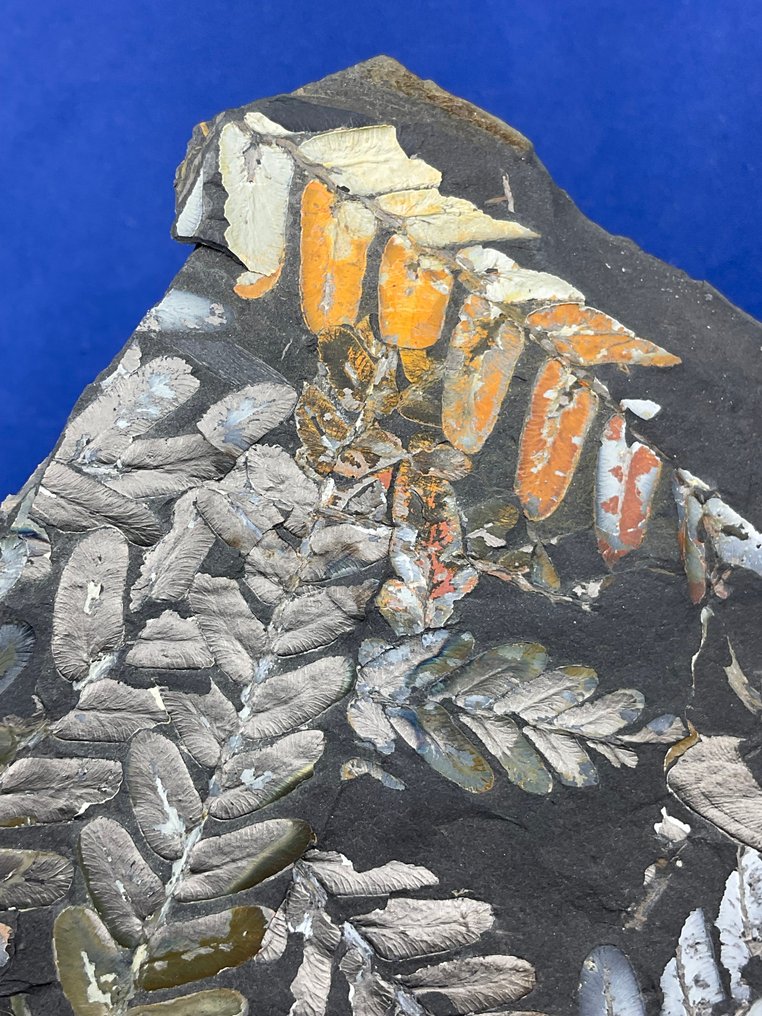 令人惊叹的彩色植物化石 - 植物化石 - Neuropteris sp. - 19 cm - 15 cm  (沒有保留價) #2.1