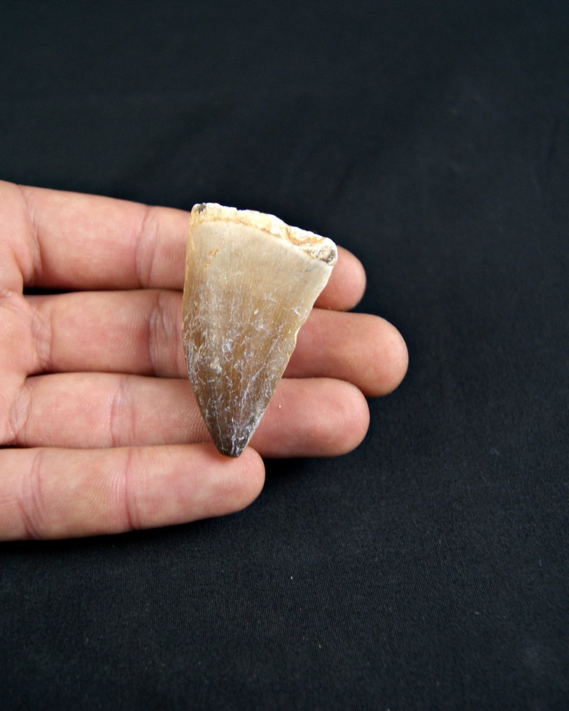 Mosasaur - Απολιθωμένο δόντι - Mosasaurus  (χωρίς τιμή ασφαλείας) #1.0