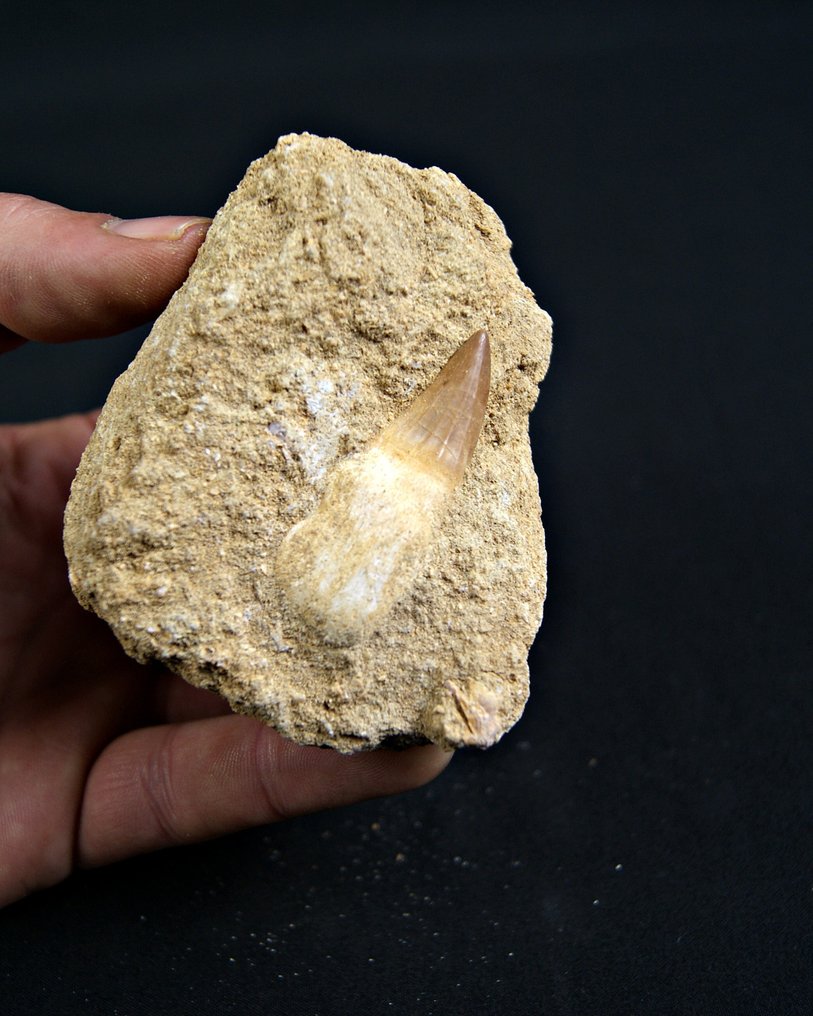 沧龙 - 牙齿化石 - Mosasaurus Alta calidad  (没有保留价) #4.3