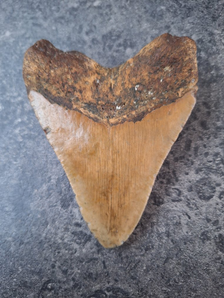 Megalodón - Diente fósil - fatboy - 10.5 cm - 7.8 cm #3.2