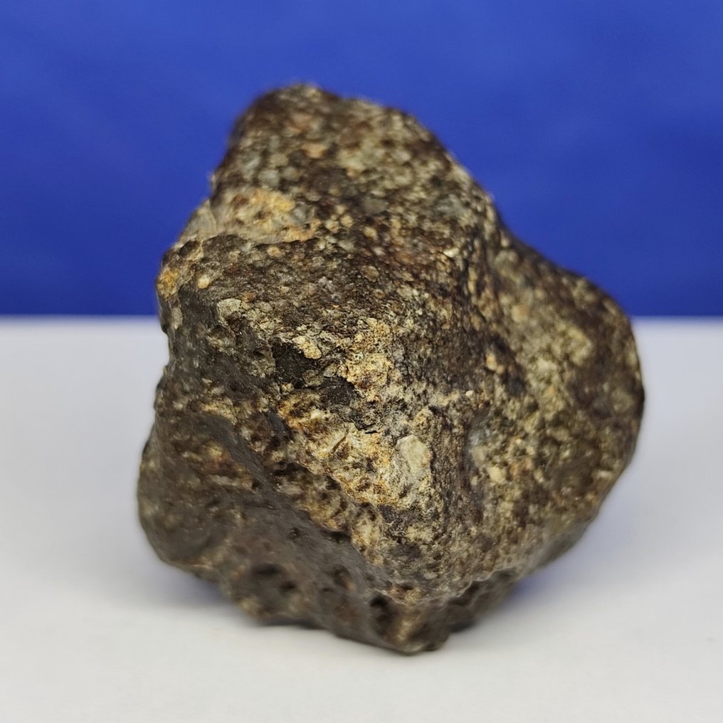 Authentic stony meteorite. NWA 869 (brecciated chondrite L3-6). Chondrules on surface! - 69.4 g #1.0