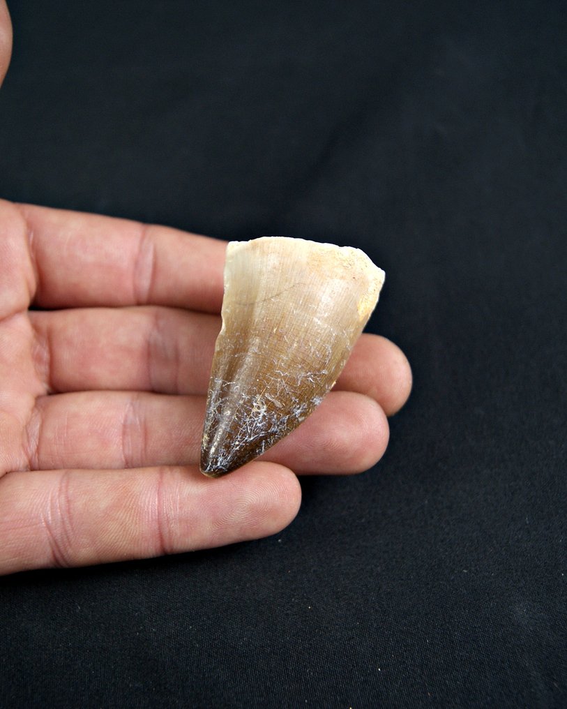 Mosasaur - Απολιθωμένο δόντι - Mosasaurus  (χωρίς τιμή ασφαλείας) #4.3