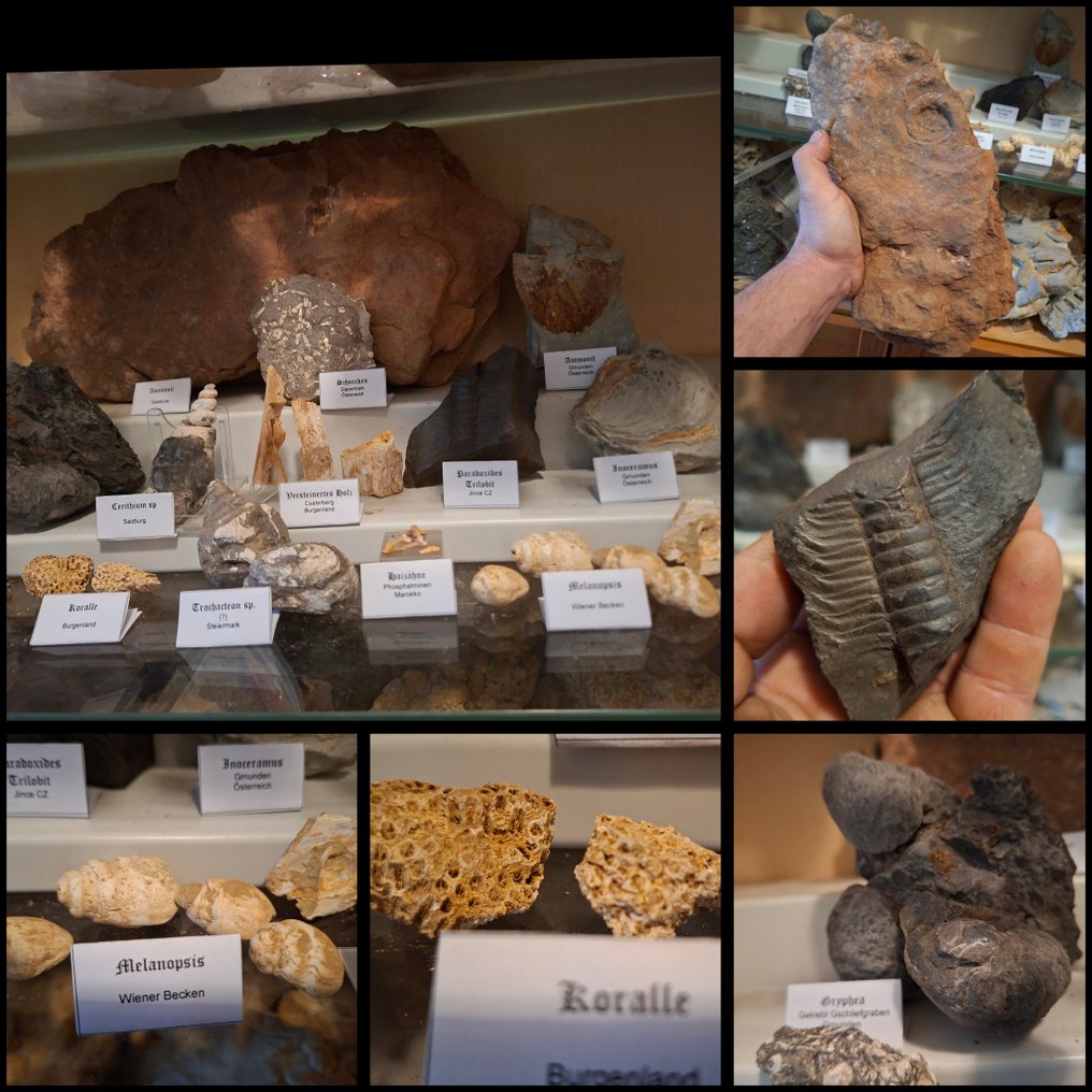 Παλαιά συλλογή απολιθωμάτων περίπου 30 κομμάτια. - Απολιθωμένη μήτρα - 300 mm  (χωρίς τιμή ασφαλείας) #1.0