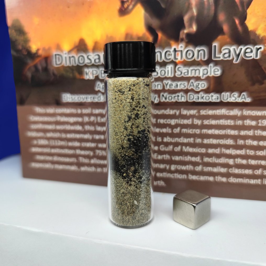 K-T 边界（K-Pg）。 恐龙的灭绝（6500万年前）。 - 20 g #4.3