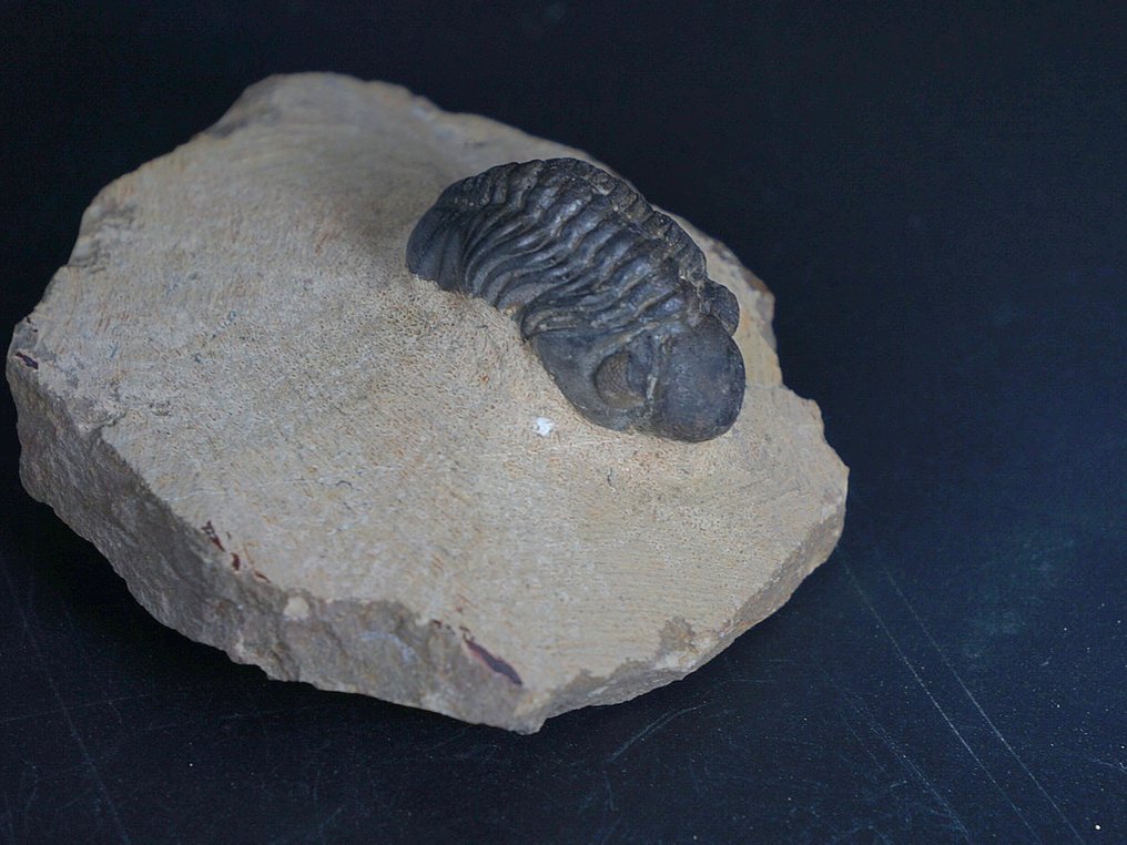 Trilobit - Tierfossil - Phacops - 7 cm  (Ohne mindestpreis) #3.2