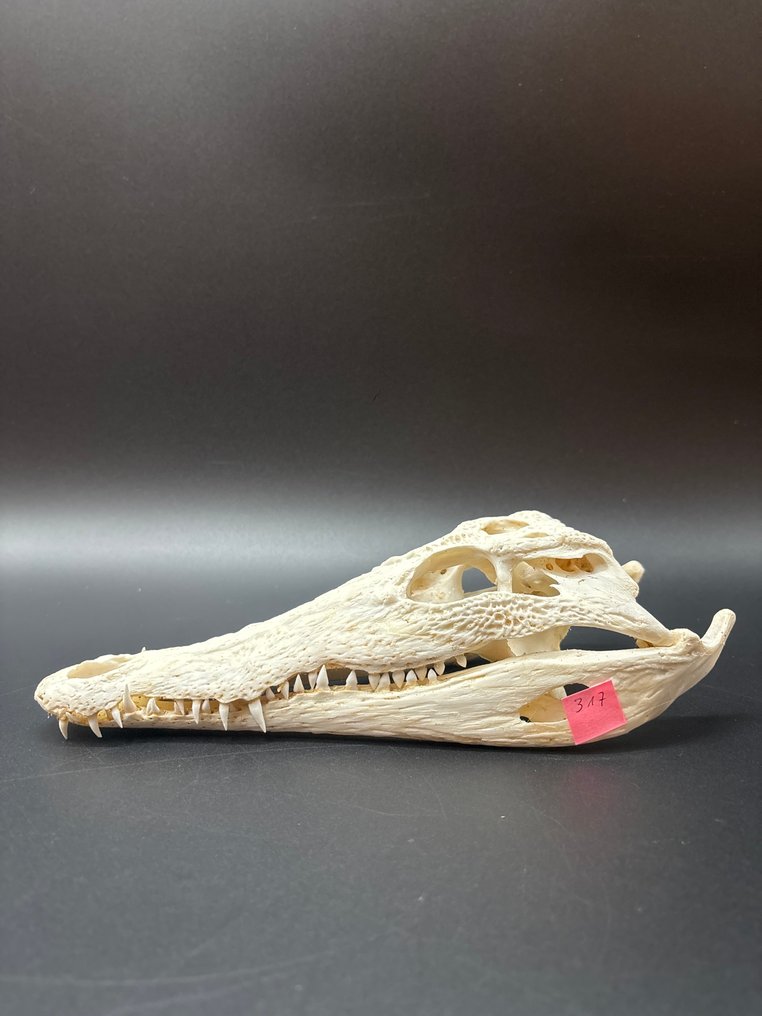 尼羅鱷 爬行動物頭骨 - Crocodylus niloticus - 6 cm - 10 cm - 24 cm- CITES 附件2 - 歐盟內附件B -  (1) #2.1