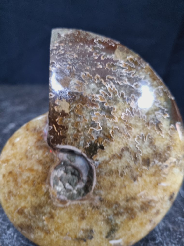 美丽的巨大菊石，具有美丽的图案 - 動物化石 - Aioloceras (Cleoniceras) sp - 117 mm - 95 mm  (沒有保留價) #1.0