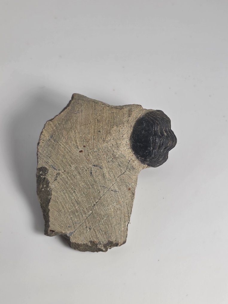 三葉蟲 - 動物化石 - Phacops - 5.5 cm  (沒有保留價) #3.2