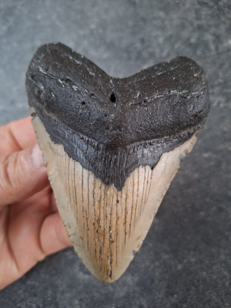 巨齿鲨 - 牙齿化石 - 10.3 cm - 7.4 cm #1.0