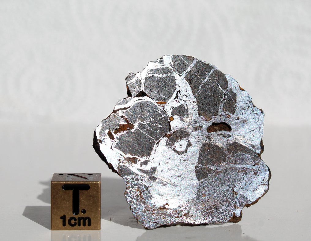 Olivine grains in a strongly altered metal matrix Slice of Pallasite NWA 17579 - 6.34 g - (1) #1.0