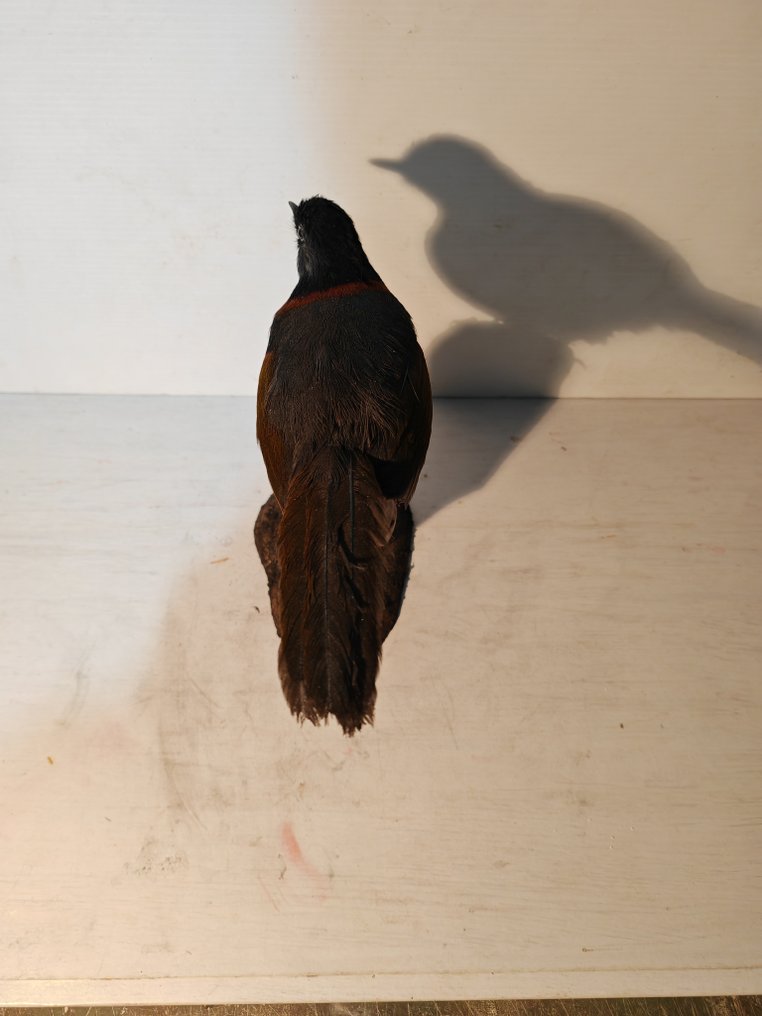 Τραγουδιστής με λαιμόκοψη και γέλιο Βάση ταρίχευσης ολόκληρου σώματος - Trochalopteron yersini - 32 cm - 16 cm - 21 cm - 1 #3.2